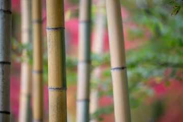 竹と紅葉　秋の和風イメージ