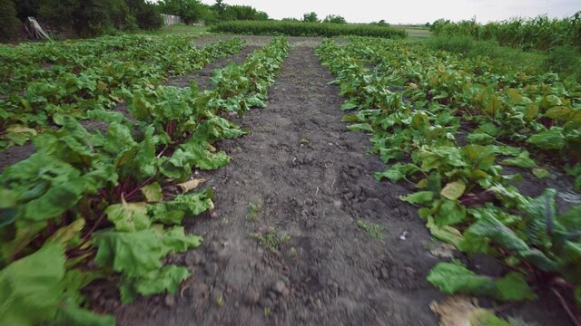Beet beds. Beetroots plantation. Agriculture. Green bushes of beetroot growing on vegetable beds. Rural field. Eco vegetables. Homegrown sustainable.