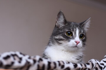 A beautiful cat lies on a leopard blanket. Low depth of field focuses on the eyes