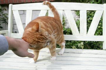 Domestic Cat
