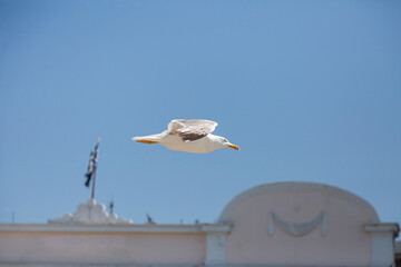 Seagull flying over roof top in Greece.