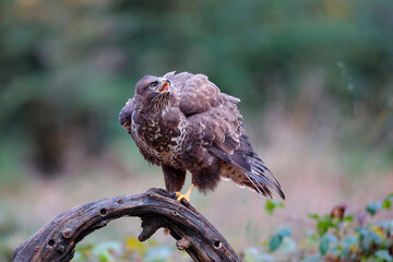 Common Buzzard (Buteo buteo) shouting in the forest of Noord Brabant in the Netherlands.  Green forest background