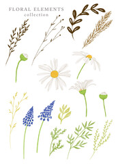 Hand drawn watercolor illustration, collection of the isolated floral elements. Flowers and plants clip art.  Chamomile, leaves, twigs set. 