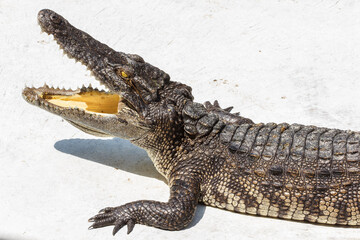 Crocodile with open mouth on white background.