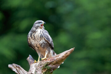 Common Buzzard (Buteo buteo) shouting in the forest of Noord Brabant in the Netherlands.  Green forest background