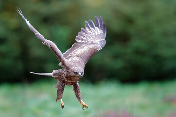Common Buzzard (Buteo buteo) flying in the forest of Noord Brabant in the Netherlands.  Green forest background
