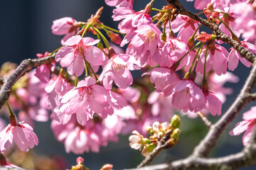 桜の花　春のイメージ