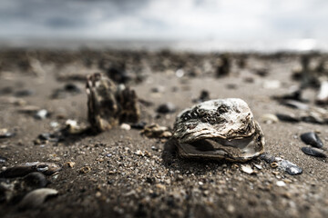 Clam shell on a mussel bed on Sylt island Germany on a cloudy day