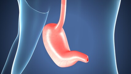 3d render of human stomach system anatomy. 