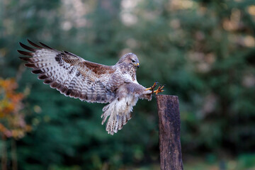 Common Buzzard (Buteo buteo) flying in the forest of Noord Brabant in the Netherlands.  Green...