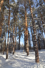 forest in winter