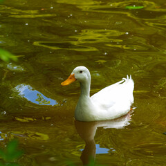 Domestic duck Indian Runner or Anas platyrhynchos domesticus with white pure plumage swimming in fresh water