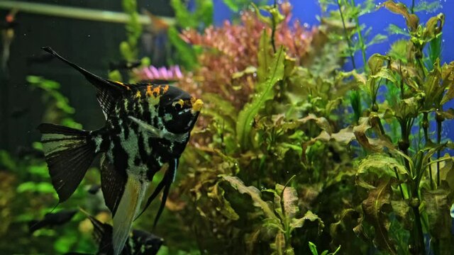 Freshwater aquarium with a large flock of fish. Beautiful freshwater aquarium with many green plants and  fish.  Beautiful aquarium landscape. Aqua space. Green plants over blue background.