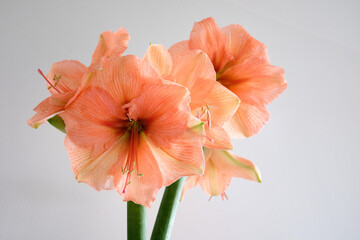 Pink amaryllis flowers against a grey background