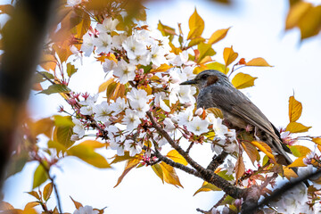 桜の花　春のイメージ
