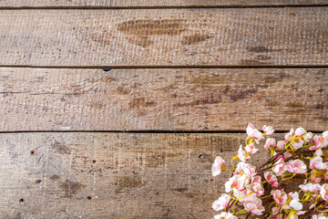 Fototapeta premium Spring flowering branch on wooden background