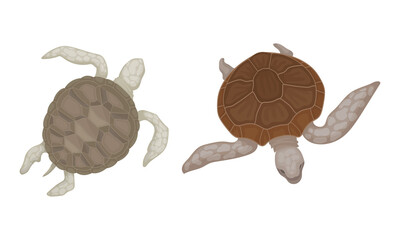 Turtles with Bony Shell as Fresh-water Testudine with Fins Vector Set