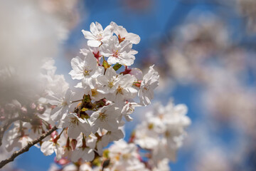 桜の花　春のイメージ