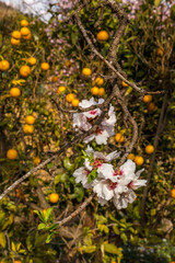 Almonds blossom Spain