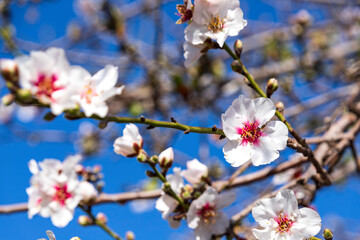 Flowers of almond trees close-up in the orchard.