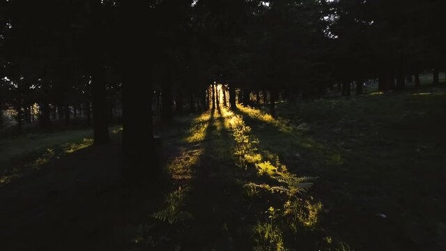 Dron atravesando &aacute;rboles en el bosque