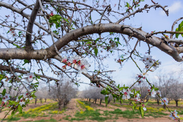 Blooming almond trees in the orchard.