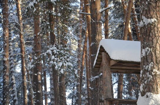 Bird House In Winter