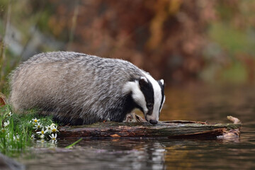 Cute badger in the water 
