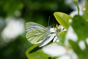Green-veined White Butterfly