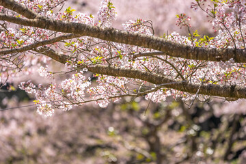 桜の花　春のイメージ