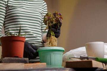 Woman holding flower seedling over a pot ready to replant. Home potted flowers, gardening, spring replanting concept.