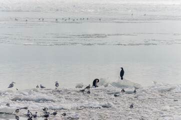 A flock of birds on the frozen water of the Danube River below the Petrovaradin Fortress, Vojvodina, Novi Sad, Petrovaradin, Serbia 