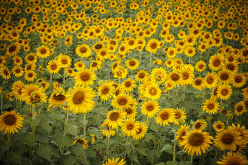 Sunflower field nature scene. Sunflowers. Sunflower field landscape. Sunflower field view