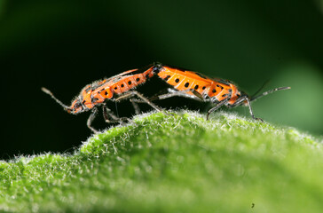 Corizus hyoscyami