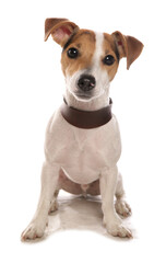 Jack Russell Terrier