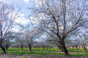 Fototapeta premium Blooming almond trees in the orchard.