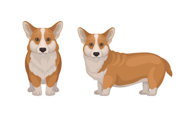 Welsh Corgi Dog with Short Legs in Different Poses Vector Set