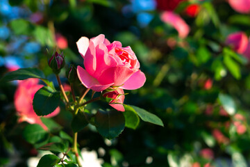 バラの花　屋外撮影