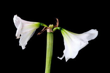 Wilted white amaryllis flowers on a black background, denoting mortality and transience