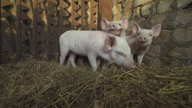 Young piglets prowl in the hay in search of food. Piglets in the enclosure. Farming. Domestic animal breeding. Meat production factory. Livestock raising.
