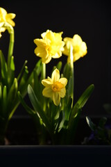 Narzissen
