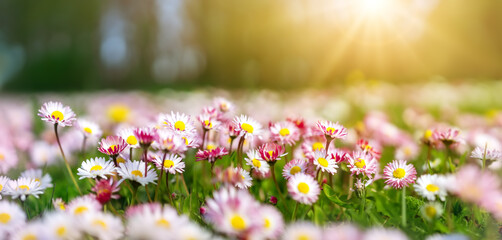 Meadow with lots of pink spring daisy flowers