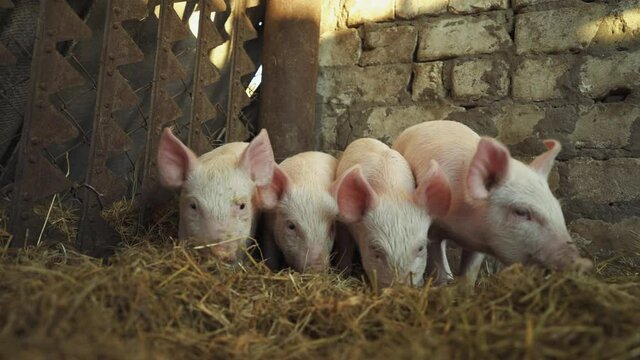 Young piglets prowl in the hay in search of food. Piglets in the enclosure. Farming. Domestic animal breeding. Meat production factory. Livestock raising.