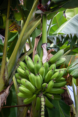 Obraz premium bunch of bananas on tree