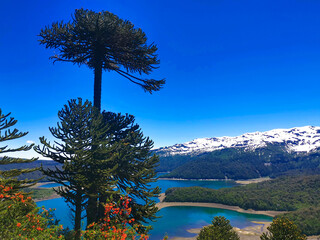 pine tree on the lake