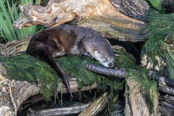 Eurasian otter resting up during the late afternoon.