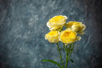バラの花　室内スタジオ撮影