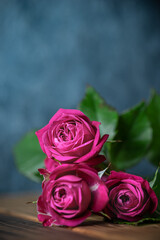 バラの花　室内スタジオ撮影