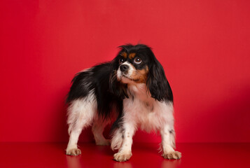 King Charles Spaniel on red  background