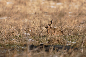 European hare on the field